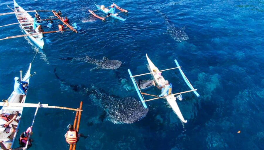 Cebu: Oslob Whale Shark Swimming Experience