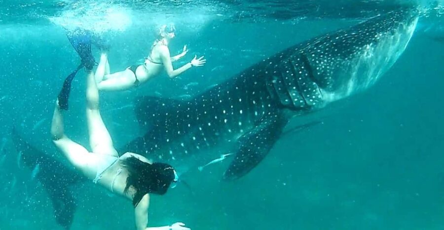 Cebu: Oslob Whale Sharks, Canyoneering, and Ziplining Tour