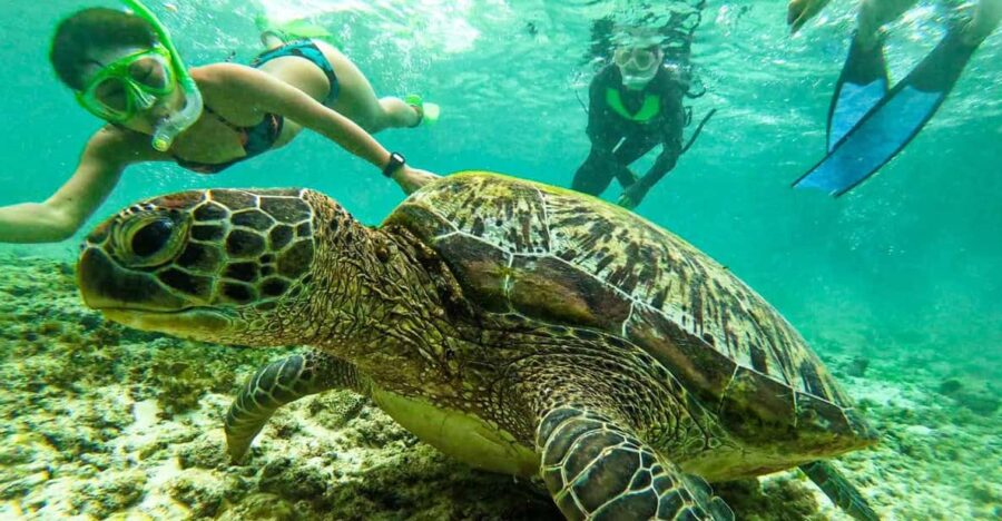Cebu: Oslob Whale Sharks, Moalboal Sardine Run & Sea Turtles