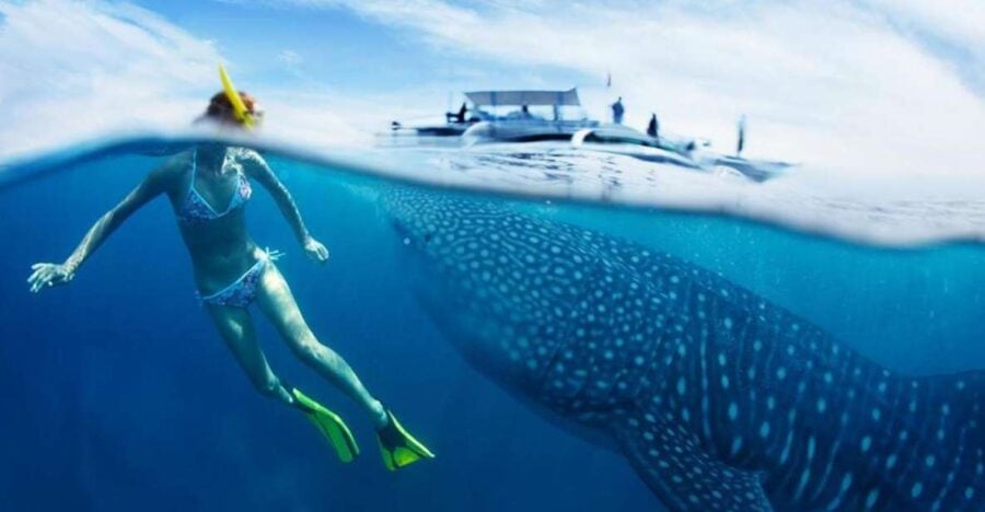 Cebu: Oslob Whale Sharks, Waterfall & Sardine Snorkeling - Tour Overview