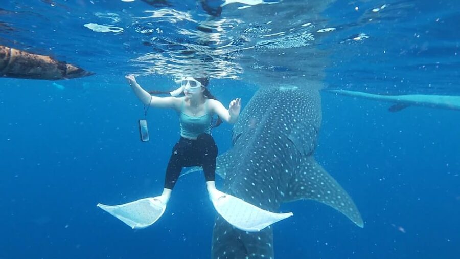 Cebu; Oslob Whaleshark Watching Day Tour - Tour Overview