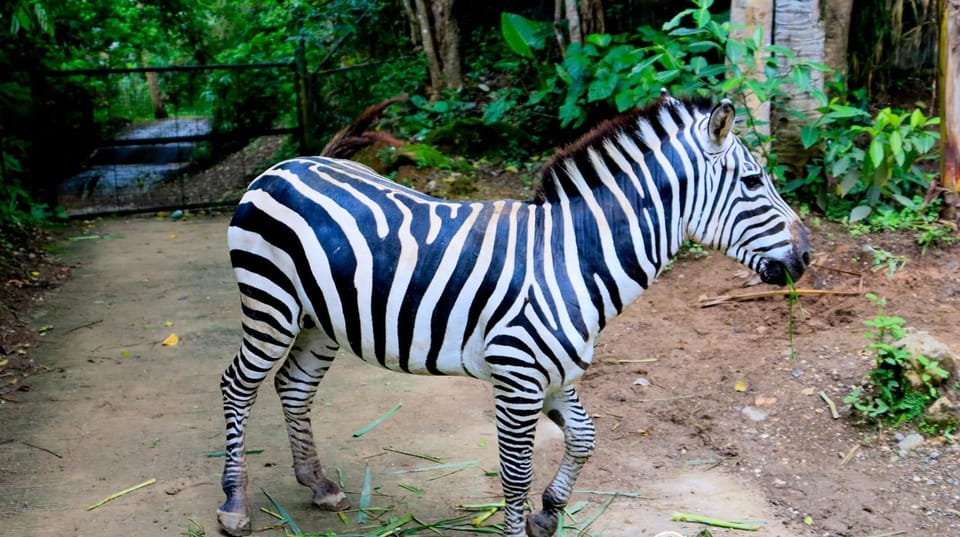 CEBU: Safari Adventure