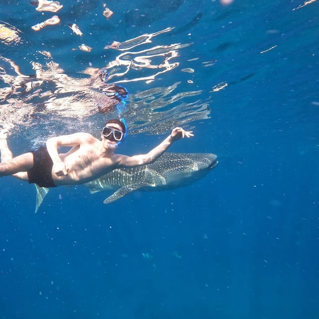 Cebu Swim With Whaleshark & Sumilon Island - Activity Overview