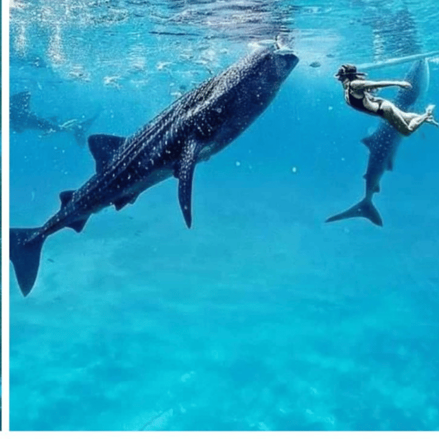 Cebu Tour: Oslob Joiners/Shared Tour - Tour Overview