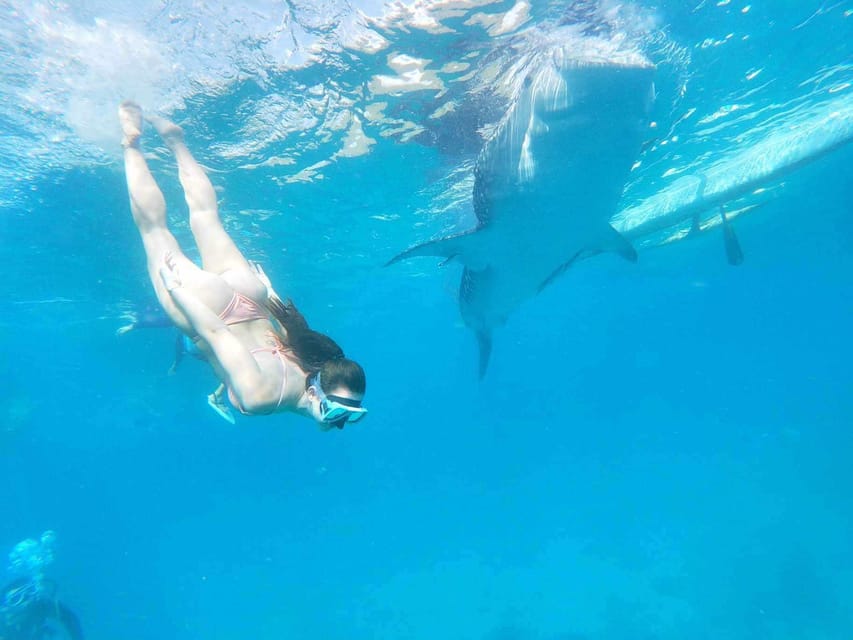 Cebu: Whale Shark Encounter &Adventure With Mantayupan Falls
