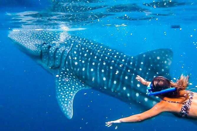 Cebu: Whale Shark Encounter, Moalboal Turtles & Monkey Sanctuary