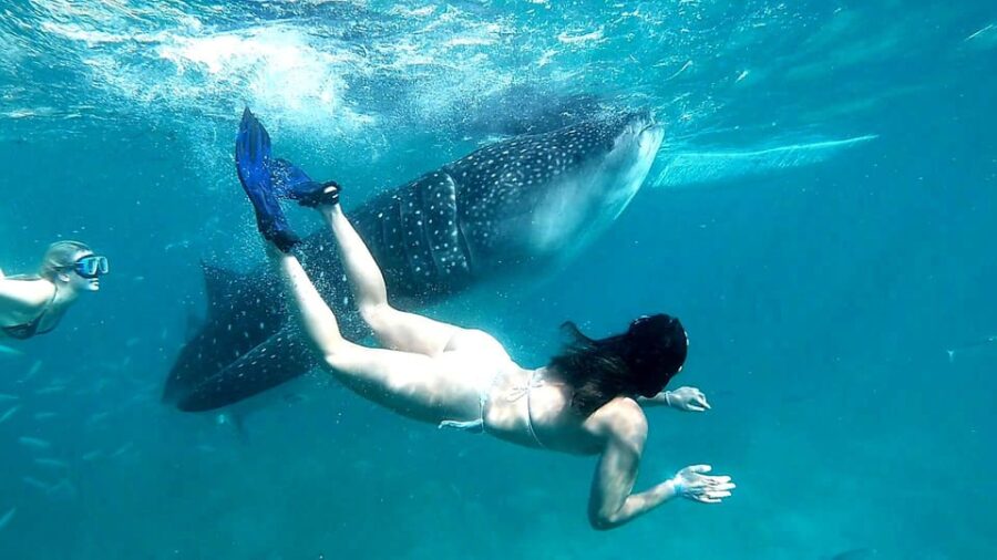 Cebu Whale Shark Encounter Simala Church & Ka Treasure Falls