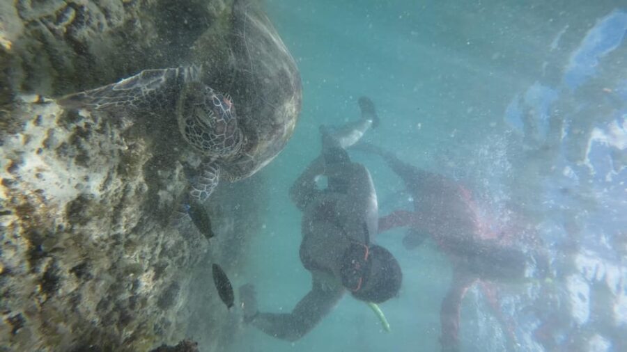 Cebu: Whale Shark & Moalboal Island Hoping
