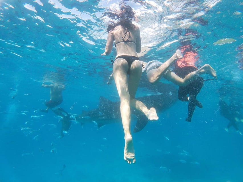 Cebu: Whale Shark, Moalboal Snorkeling Activity