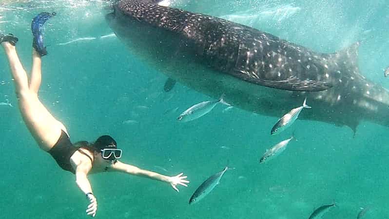 Cebu: Whale Shark Swim in Oslob & Aguinid Falls Canyoneering