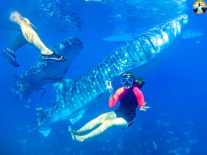 Cebu: Whale Shark Swimming & Kawasan Falls Canyoneering
