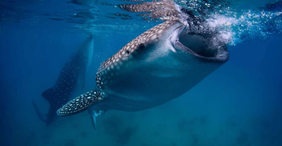 Cebu: Whale Sharks, Tumalog Falls, and Monkey Sanctuary Tour