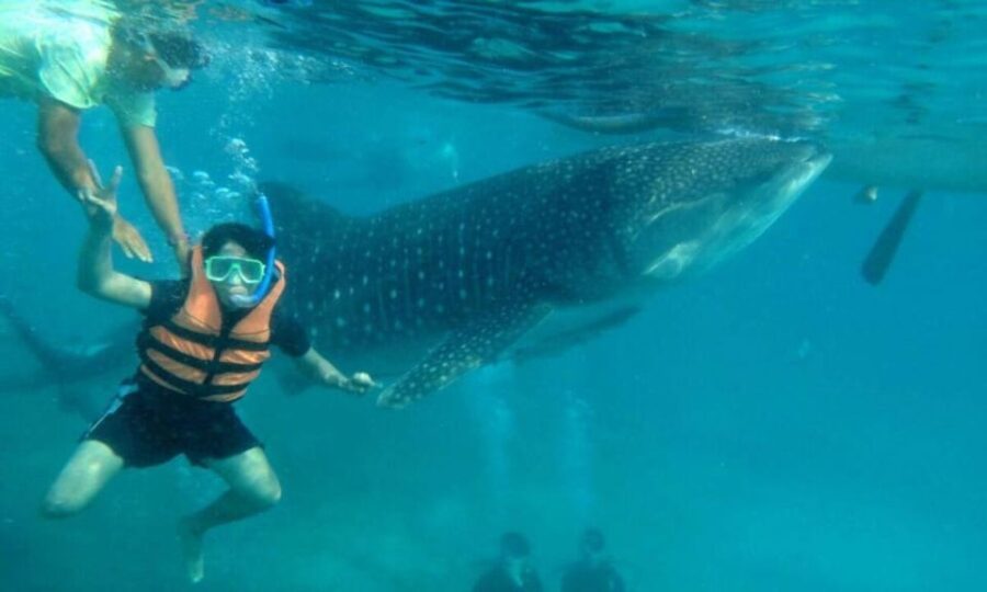 Cebu: Whale Sharks, Tumalog Falls & Sumilon Sand Bar Tour