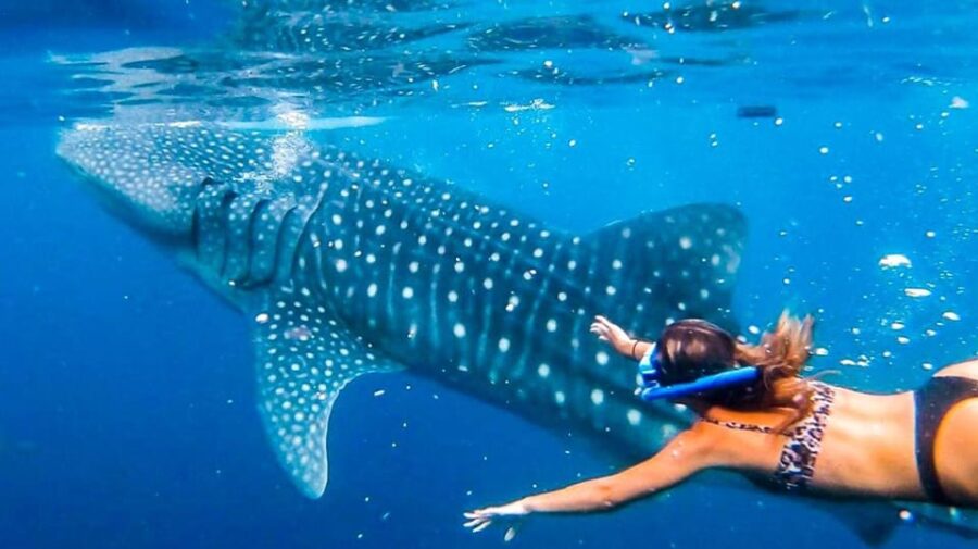 Cebu: Whaleshark Encounter, Tumalog Falls, & Monkey Viewing