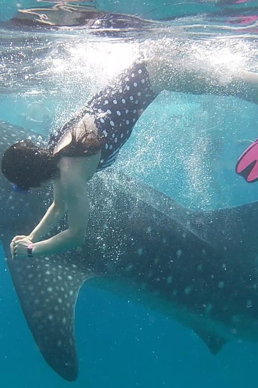 Cebu: Whaleshark Encounter, Tumalog Falls & Sumilon Sandbar