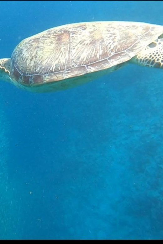 Cebu: Whaleshark, Sumilon Island & Sardines Run Snorkel