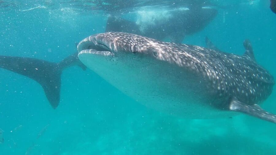 Cebu: Whaleshark Swimming & Moalboal Snorkelling Day Trip