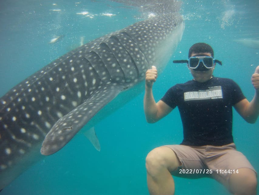 Cebu: WhaleShark , Tumalog Falls, & Sardine Run Snorkeling
