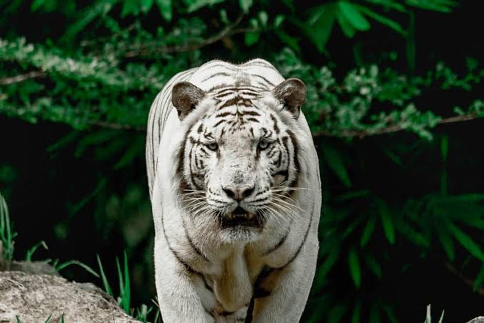 5 Best Safari Tours In Danao City