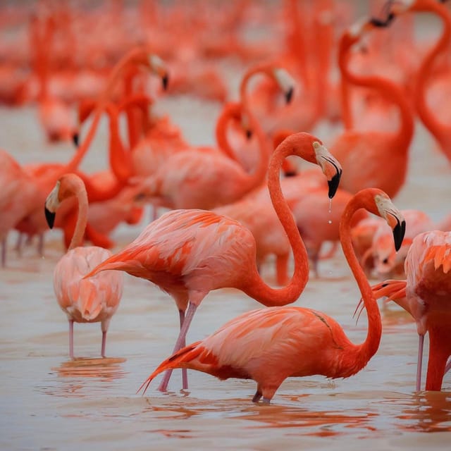 5 Best Tours In Celestun