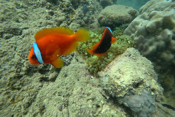 Cham Island Sea Trek and Snorkeling by Speedboat - Location and Accessibility