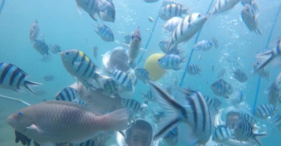 Cham Islands: Experience Underwater Snorkeling Excursion