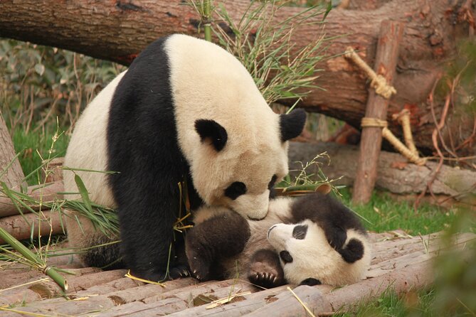 Chengdu Panda Research Base Tickets And Half Day Tour(Private) - Overview of the Chengdu Panda Research Base