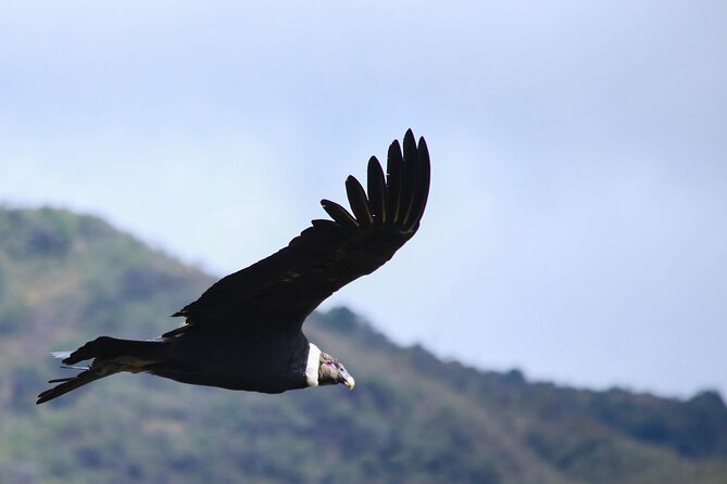 Chingaza Wildlife Páramo Adventure
