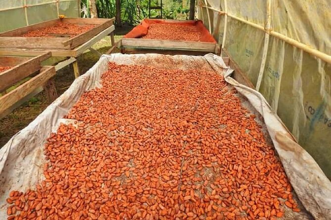 Chocolate and Farm Tour With Local Tico Family - Tour Overview