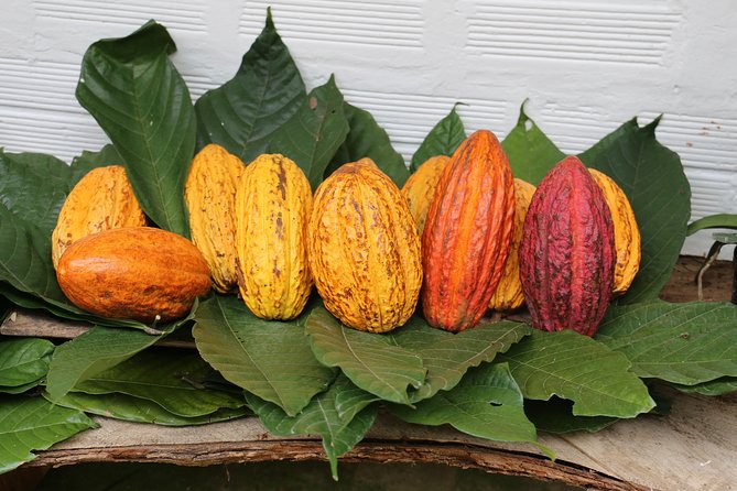 Chocolate & Coffee Farm Experience - Itinerary and Activities