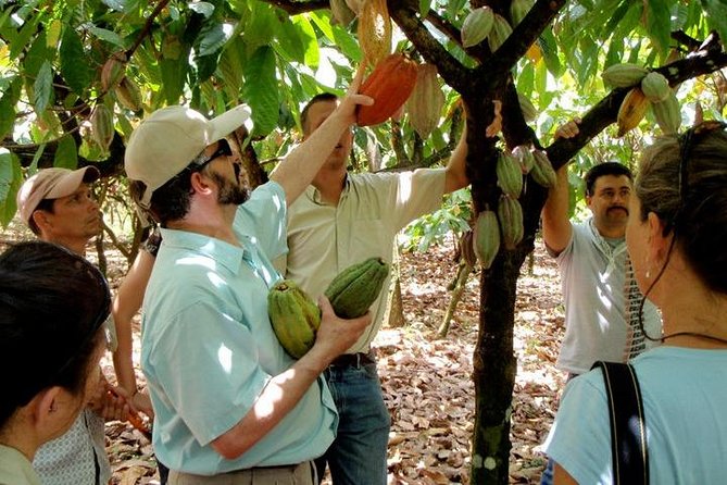 Chocolate Tour at Tirimbina Reserve. Private Tour From San Jose - Tirimbina Biological Reserve
