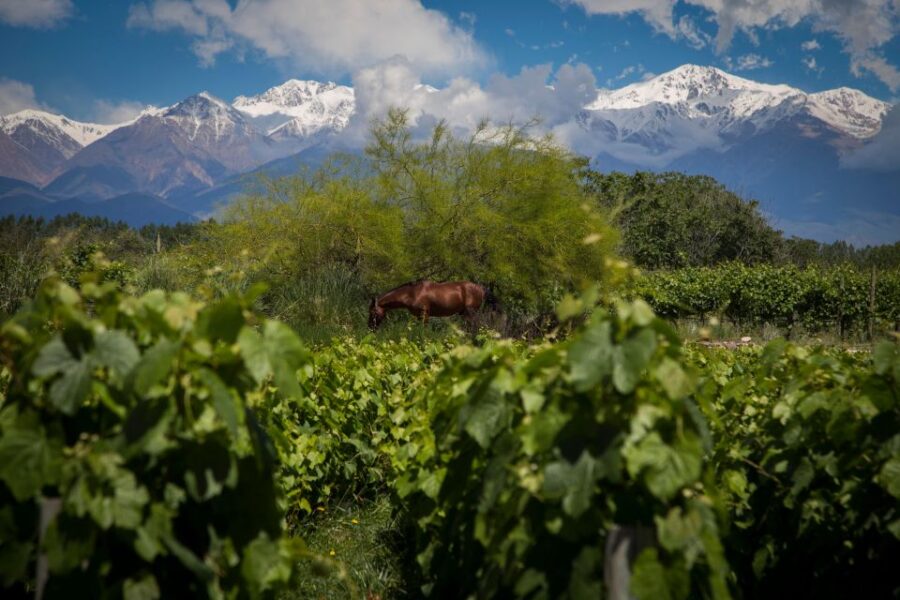 Choose Your Wine Adventure at Uco Valley