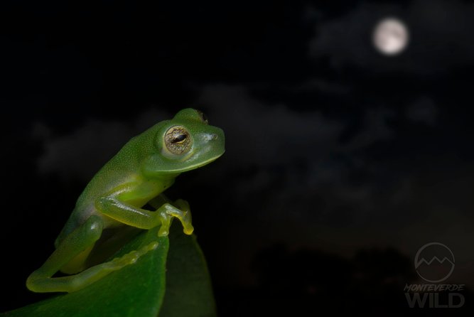 Cloud Forest Night Walk in Monteverde -Monteverde Wild-