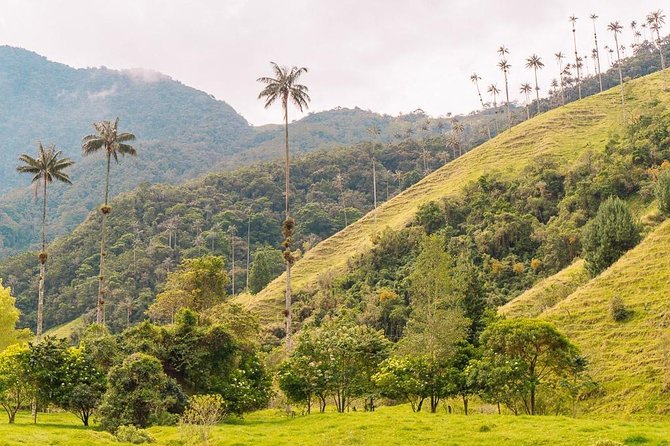 Cocora, Salento and Filandia Tour - Tour Overview