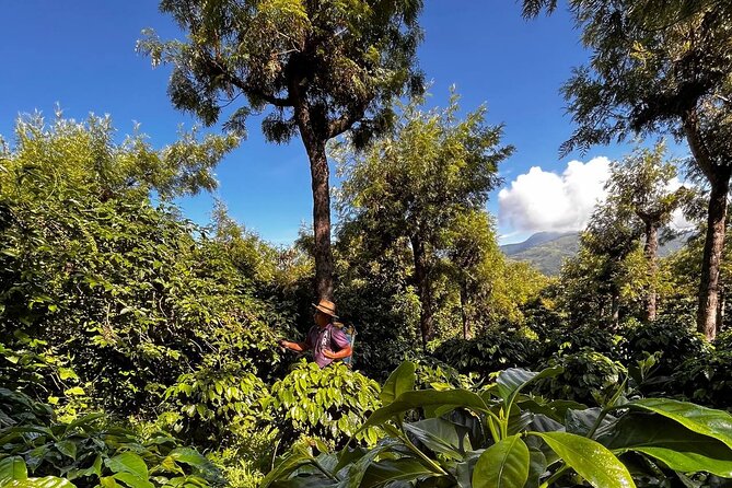 Coffee Tour in Sacatepéquez With Tasting - Tour Overview