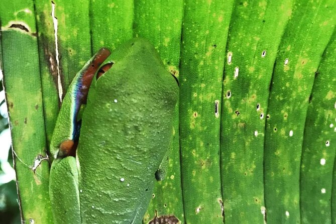 Combo Rainforest Bijagua and Floating
