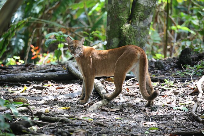 Corcovado National Park Hike - From Uvita