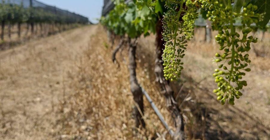 Córdoba: Private Wine Tour to Colonia Caroya - Argentina - Tour Overview