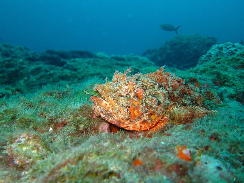 Coron: Barracuda Lake, Skeleton Wreck, Twin Lagoon Boat Tour