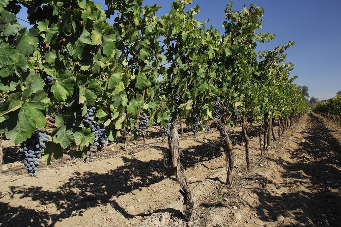 Cousino Macul and Concha Y Toro Wineries Day Trip From Santiago - Overview of the Tour