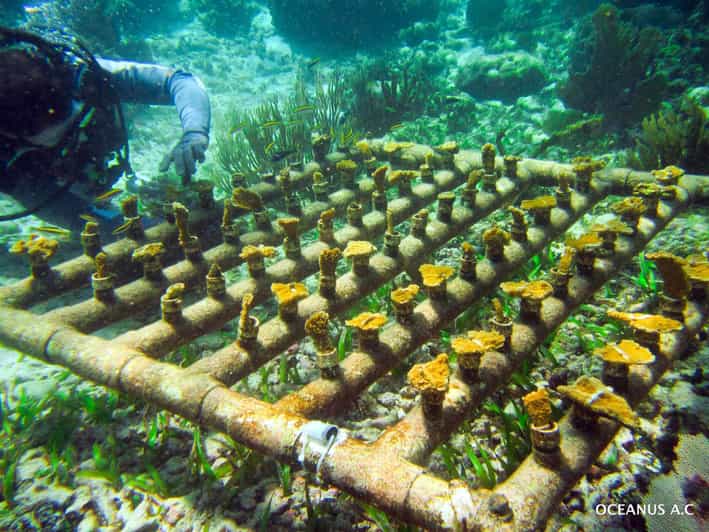 COZUMEL : Coral Laboratory and Chankanaab Eco Park.