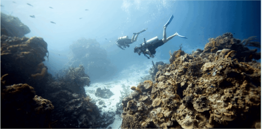 Cozumel: Ocean Dive