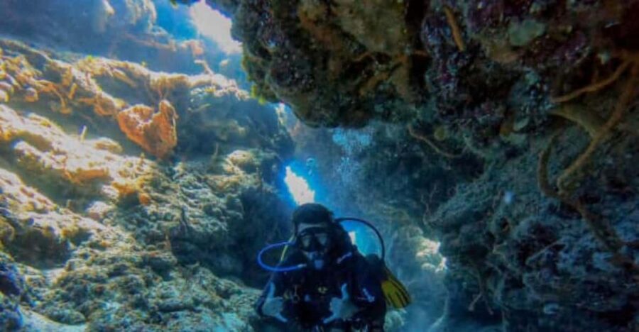 Cozumel: Two Dives in Cozumel National Marine Park