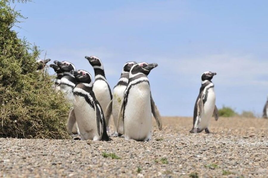 Cruise Shore Punta Tombo - Tickets and Lunch Included