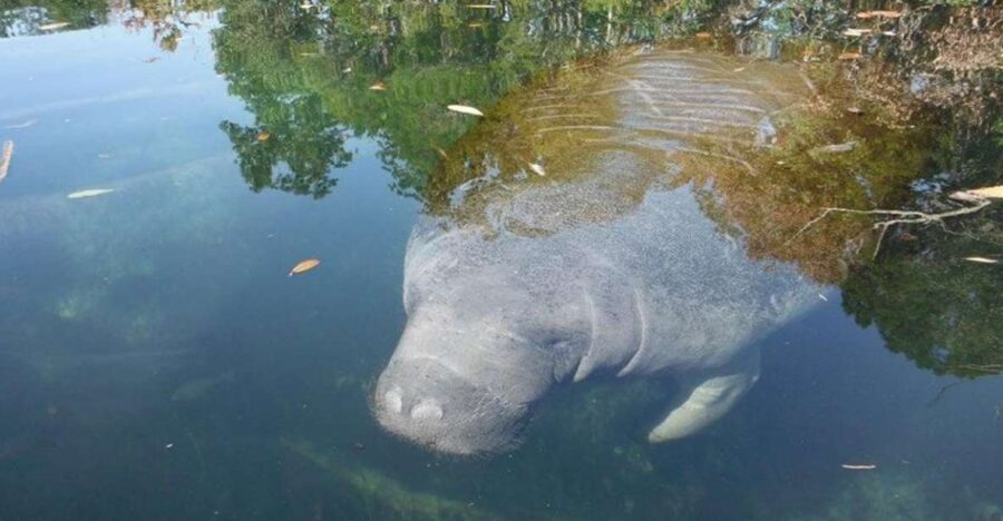 Crystal River: Manatee Viewing Cruise - Activity Overview