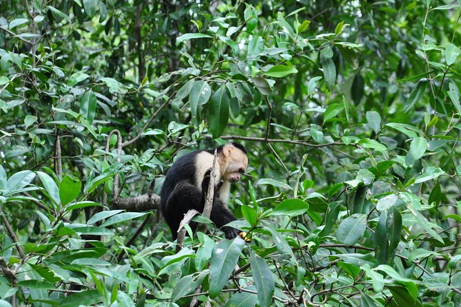 Damas Island Mangrove Boat Tour From Jaco