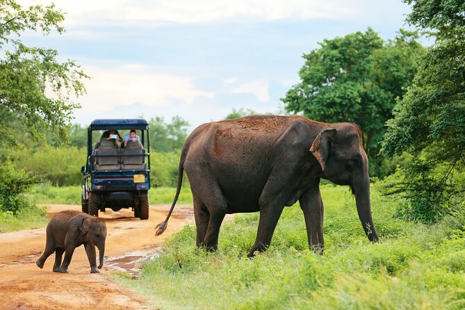 Day Excursion at Udawalawe National Park From Galle
