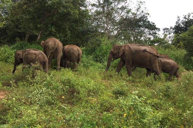 Day Tour to Sigiriya, Dambulla & Minneriya National Park