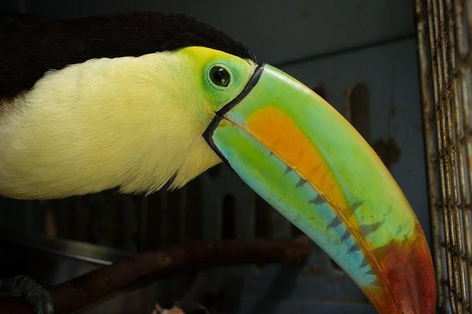 Day Trip From San Jose to Sloths & Other Wildlife Rescue Center - Tour Overview and Highlights