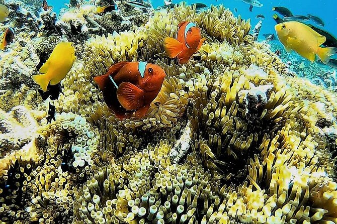 Day Trip Secret Island West Of Lombok - Snorkeling Destinations
